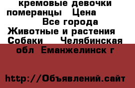 кремовые девочки померанцы › Цена ­ 30 000 - Все города Животные и растения » Собаки   . Челябинская обл.,Еманжелинск г.